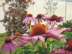 rodinná zahrada - trvalky/Echinacea